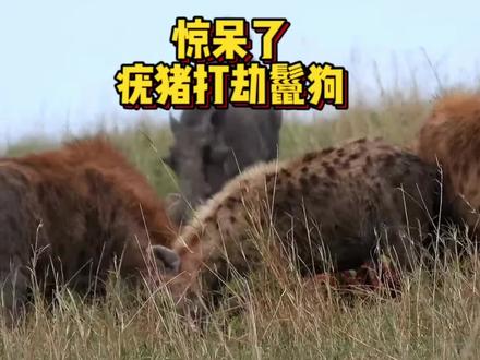 两头疣猪打劫几十只鬣狗,鬣狗居然怕疣猪#动物世界 #弱肉强食的动物世界 #野生动物零距离