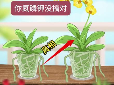 蝴蝶兰“装菜”不开花?1分钟搞懂氮磷钾,轻松爆花! 你是不是也有一盆只会长叶、不见花的“绿萝型”蝴蝶兰?问题可能就出在氮磷钾上!
本期用两盆蝴蝶兰的趣味对话,一次给你讲清:
✅ 氮、磷、钾到底各管什么?(附保姆级比喻)
✅ 肥料五花八门,到底该怎么选?
✅ 记住一句口诀,施肥不再迷糊!
无论你是养花新手还是总养不好的“植物杀手”,这份指南都能救你!建议先点赞收藏,施肥前翻出来对照!
你家的蝴蝶兰今年开花了没?快来评论区晒图或聊聊你的困惑吧!
#蝴蝶兰#蝴蝶兰养护#养花小知识 #氮磷钾 #新手养花