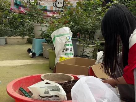 朱顶红千千万,阿弗雷当属最好看。#海妈家朱顶红 #朱顶红阿弗雷 #朱顶红养护