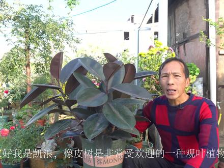 橡皮树冬季怎么养,掌握好这几点,来年生长更旺盛