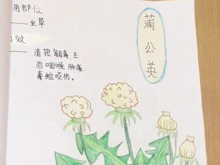 制作中草药手抄报,学习🌿功效和主治。(第二部分)蒲公英