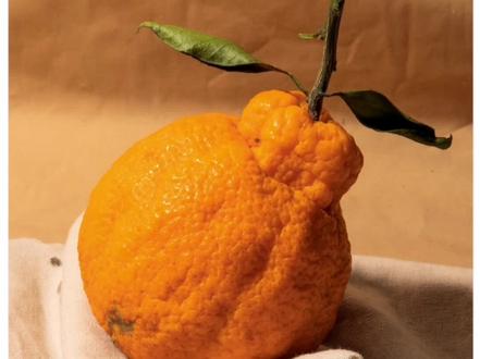 丑橘,你学会了吗#零基础学画画 #零基础学绘画 #美术生 #一起学画画 #素描基础 #素描静物 #素描 #美术培训 #美术艺考