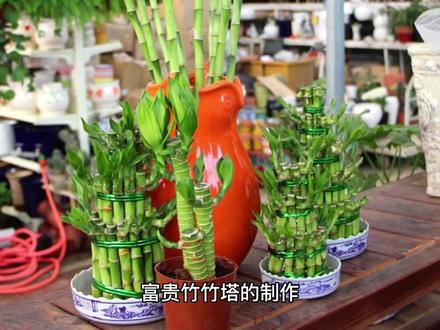 富贵竹竹塔编织教程-抖音