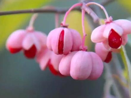 丝棉木 为啥叫明开夜合#中视频伙伴计划#西瓜视频#丝棉木#花#果#园林植保 #一日一植物 #药用植物 #植物科普 #丁香 #中草药 #果实 #奇花异草 #决明子 #红豆杉