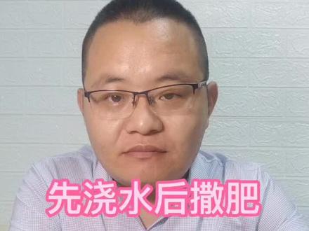 先浇水后撒肥提高肥料利用率##化肥#农业种植 #农业技术 #天脊化肥