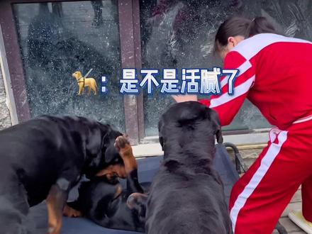 爷爷奶奶是管不了佛小坨了,必须人工干预#小奶狗成长记 #罗威纳护卫犬