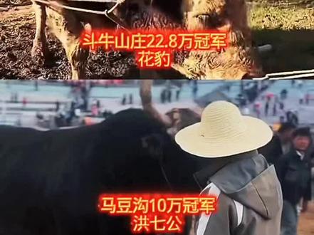 #斗牛 #斗牛爱好者 三个场的冠军