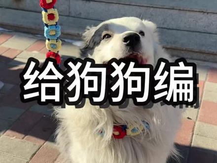 在家给狗狗编牵引绳|今天编的是适合80-150斤狗狗的泡芙花🌸牵引绳,不撞款!编完成就感满满!快给狗狗做起来吧~#自制宠物牵引绳 #diy宠物牵引绳 #狗狗牵引绳 #牵引绳推荐 #牵引绳教程