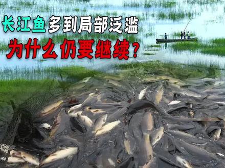 十年长江禁渔才三年,鱼就多到局部泛滥,为什么还要继续禁? #长江禁渔十年 #科普知识#白鲟#长江江豚 #普法