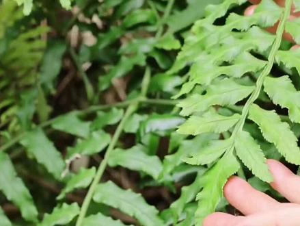 内容仅供参考,如有不适请线下就医#草本植物#中草药#中医文化