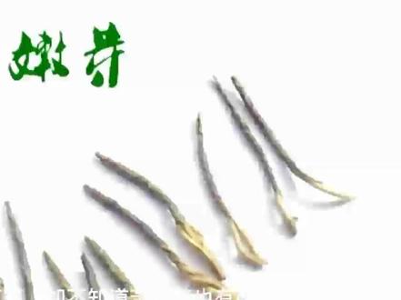 什么是好的苦丁茶,买苦丁茶要注意哪些?什么样的苦丁茶不能买 #茶