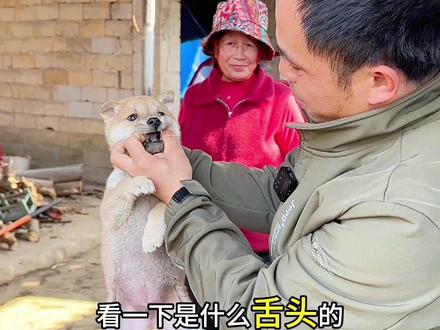 诚守护者:一声轻吠是迎你回家,一声低吼是护你周全。它的忠诚,沉默如山,不轻易交付,一诺便是终生。#真实生活分享计划 #广西土狗#中华田园犬#现场拍摄 #抖音上热门