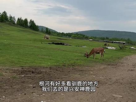 【驯鹿园攻略】去根河看驯鹿啦!
从额尔古纳去根河,最激动的就是可以看驯鹿啦!全国只有在根河才能看到驯鹿,看过《额尔古纳右岸》的都知道鄂温克族和驯鹿的故事,17世纪中叶,驯鹿鄂温克人从贝加尔湖流域一带,游猎迁徙到大兴安岭密林中,靠狩猎和饲养驯鹿为生。他们被称为“使鹿部落”和“中国最后的狩猎部落”,也是中国境内保存“驯鹿文化”的民族之一。所以,到根河必须打卡驯鹿。
看驯鹿有几个点:
1. 敖鲁古雅:门票较贵,是鄂温克族居住的部落,位于呼伦贝尔市根河市最北部的敖鲁古雅河畔,根河市西郊,是鄂温克族最远也是最神秘的一个支系居住的地方。2003年鄂温克族在政策的引导下中国最后一个狩猎部落走出山林搬到根河市郊的敖鲁古雅鄂温克族乡新村定居62户猎民在这里安了家。最后一代纯正血统的驯鹿鄂温克人仅有30余人,世世代代赖以生存的驯鹿只剩600余头,极少一部分驯鹿鄂温克人仍然保留着较为原始、自然的生产生活方式。
2. 猎民点:卡尔昆他(女主人是《额尔古纳河右岸》主人公原型的孙女〉、阿尤莎(在大兴安岭里,很原生态)、觉乐(离根河市区仅8km)、布冬霞、奥莉娅娜(在根白线上)
3. 兴安神鹿园:私人鹿园,照片很出片,同时还有梅花鹿,根白线上,从根河出发,比奥莉娅娜更靠后,在根河到莫尔道嘎的当中位置。如果从根河去莫尔道嘎,可以顺路去。门票40元/人,苔藓20元/篮。
3. 各类国家公园:我们在莫尔道嘎森林公园的冰上森林,也看到了有驯鹿,就是需要买苔藓才有机会近距离接触。但是鹿苑的老板很好,基本苔藓包够。所以从省钱角度出发,如果只是想看驯鹿,去莫尔道嘎森林公园就行,还剩了入场门票费。
#野生动物零距离 #根河 #驯鹿 #呼伦贝尔 #内蒙古