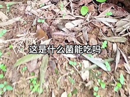 野生菌大合集,分享36种野生菌,有些不能吃 #野生菌 #鸡枞 #见手青 #黑松露
