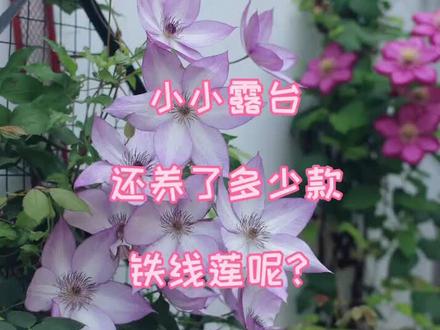 小小#阳台花园 到底还养了多少款铁线莲呢?全是去年买的小苗,养到今年春天亲自拍的照片~~#铁线莲