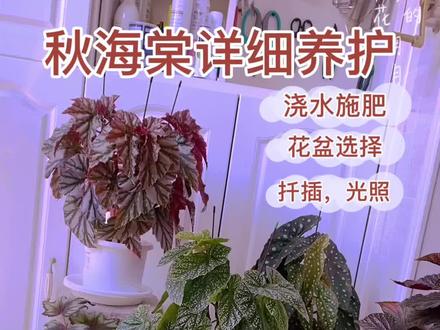秋海棠详细养护分享#阳台花园