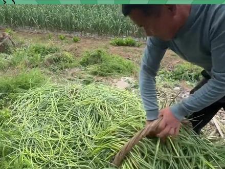 河南人:蒜薹嘛?吃不完根本吃不完#蒜薹 #丰收 #河南 #农民 #娱乐评论大赏