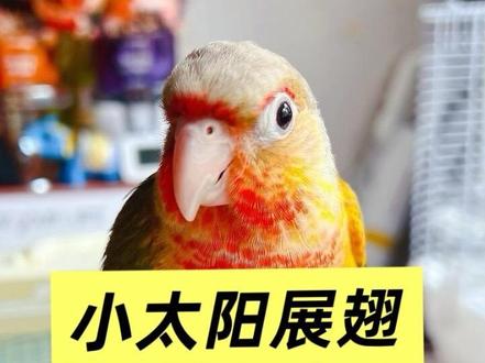 小太阳展翅教程!!#原创视频 #鹦鹉 #鹦鹉技能