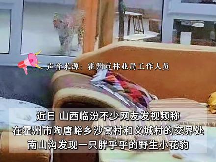 霍州一村庄发现野生小花豹 进入住宅“溜达”!官方回应:已被野生动物中心救助走了#霍州 #华北豹 #陶唐峪 @抖音小助手