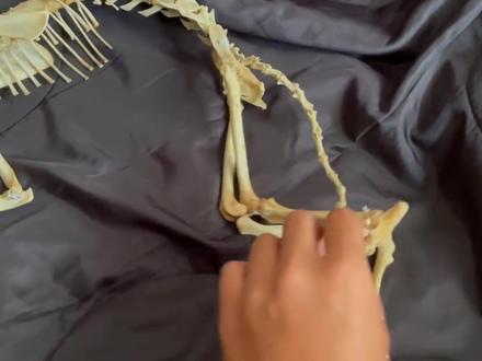 为什么猫是动物界最反物理的存在 #动物的迷惑行为 #猫咪 #科普