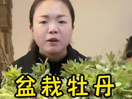 盆栽牡丹养护方法#花卉绿植 #盆栽牡丹养护 @抖音创作者中心