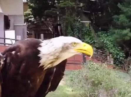 #世界之最 世界上最像狗的雕