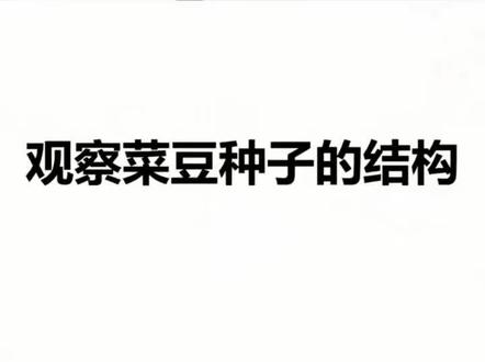 石家庄2026年初二生物实验《观察菜豆种子和玉米种子结构》仅供参考。25-26日考试。