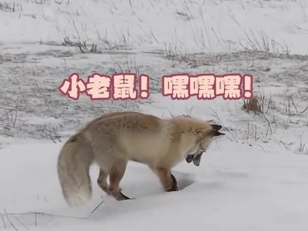 小狐狸:看我的!乌鸦坐飞机!
#动物的迷惑行为 #万物皆有灵性 #搞笑 #治愈系 #画画