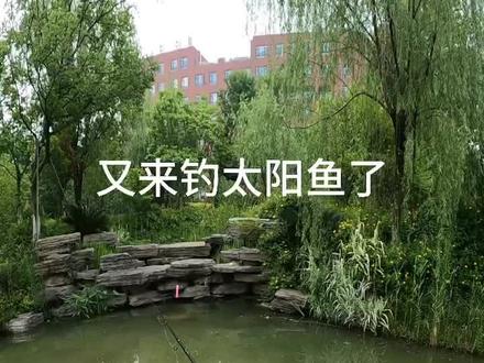#路亚 #微物路亚 #太阳鱼 #黑坑 溪帝 弹道 602L直柄,配合一截掐断的缓沉面条虫,野钓太阳鱼