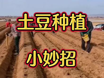 土豆种植小妙招#土豆 #土豆种植#三农 #农业种植#农业技术推广 @抖音小助手