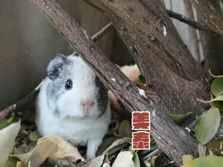 漂亮又好养的的美泰荷兰猪 #宠物 #豚鼠 #荷兰猪 #美泰 #美泰荷兰猪