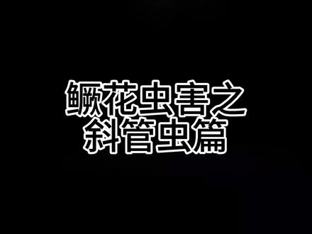 鳜花鱼虫害篇之斜神-斜管虫认识与杀灭#水产养殖 #鳜鱼 #高密度养殖 #水产人 #鱼苗
