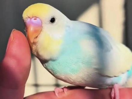 记住这5点,虎皮更亲人 #鹦鹉 #抖音萌宠 #养鹦鹉日记 #虎皮鹦鹉 #手养鹦鹉