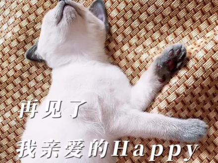 今天整理相册的时候看到你就突然想你了,我亲爱的Happy。无数个网友问我为什么还不改网名,其实我至今依然觉着他还活着……