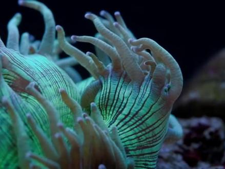 尼罗河珊瑚在水族爱好者中属于比较流行的一种#珊瑚。水螅体白天伸展出大量的触须。末端触手颜色各异,深受#海缸 玩儿家的喜爱!#玻璃缸中的大自然