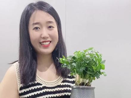 #创作灵感 九里香收到后这样养护,叶子绿油油!觉得有用记得点赞收藏哦 #养花小知识 #花卉绿植 #九里香