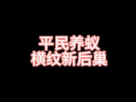 #蚂蚁 #神奇动物在抖音 #观察昆虫 #横纹猛蚁 @杨养蚂蚁 @养蚂蚁的小白 横纹新后,确定不养只试试吗?