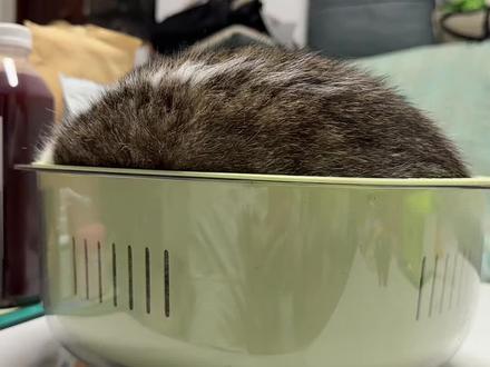 它是不是觉得,它自己很可爱#猫咪的迷惑行为