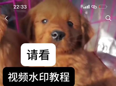 帮粉丝测试第三期:视频水印教程#小米 #小米13ultra