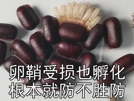 蟑螂的卵鞘太逆天了,受损了还能继续孵化~