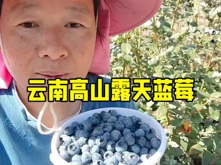 露天蓝莓熟了