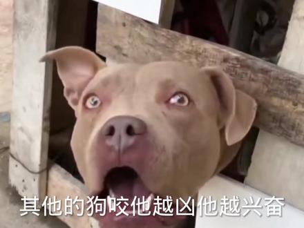 180斤北美灰狼对战斗犬之王比特犬,谁能获胜