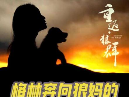 【重返狼群】特辑精选之格林奔向狼妈微漪的十二大名场面集锦,哪一幕是你心中的意难平?哪一幕让你瞬间泪目?#重返狼群十周年特别纪念版 #格林狼 #纪录片 #万物有灵