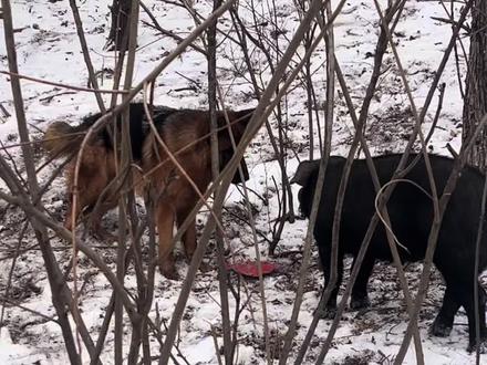 给北斗加个餐#乡村生活#黑猪生态养殖