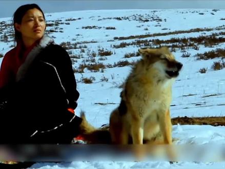 2026年第一刀它是一匹狼,他叫格林#纪录片重返狼群