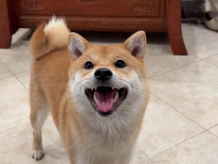 柴柴如同中华田园犬一样,有很强的家庭责任感。#狗狗 #中华田园犬#柴犬