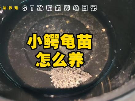 鳄龟苗怎么养?饭盒养龟依然适应#乌龟 #鳄龟 #鳄龟苗如何饲养 #养龟日常
