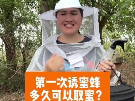 诱到的蜜蜂多久可以取蜜?取蜜要注意什么细节?#养蜂技术#蜜蜂管理#养蜂经验
