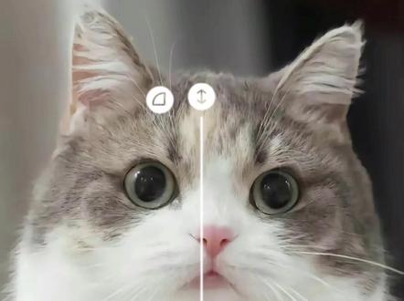 一键拉开惊喜画面教程#剪映 #一键拉开惊喜画面 #猫咪