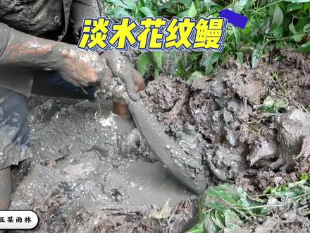 东南亚热带雨林抓黄鳝太刺激了,一不小心就上来了带花纹的大家伙,有认识的吗?#神奇动物在抖音 #户外抓鳝 #淡水花纹鳗